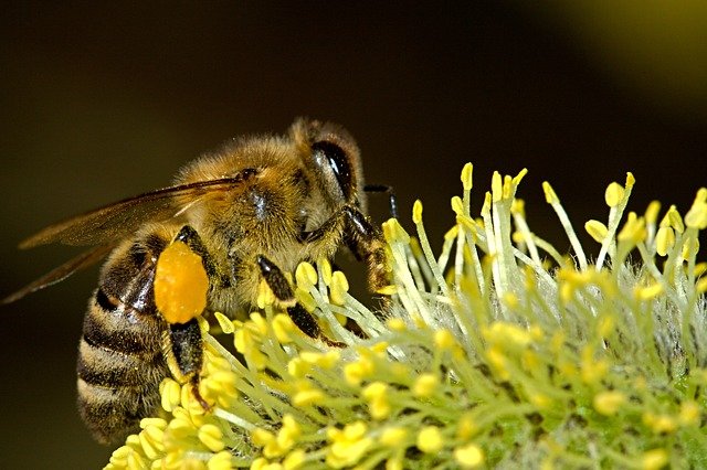 Honey for allergies - natural Remedies for Fall Allergies